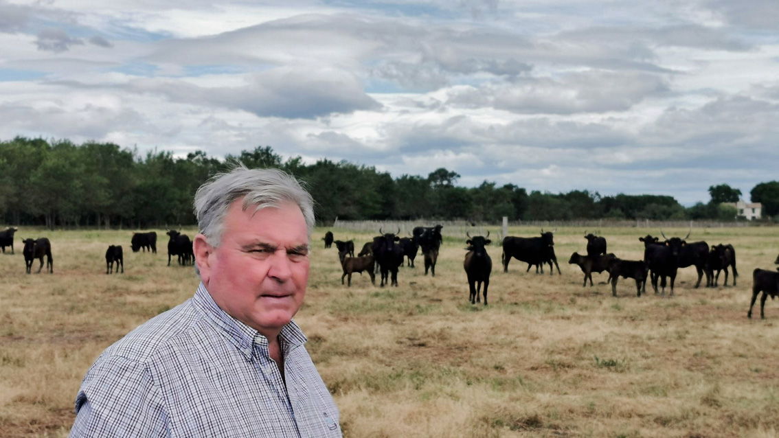 AOP Taureau de Camargue : Pérenniser une filière touchée par la crise sanitaire et économique