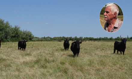 Pendant l’épidémie, la vie continue dans la manade…