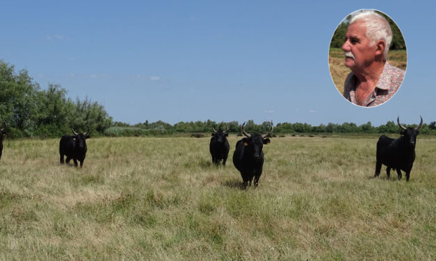 Pendant l’épidémie, la vie continue dans la manade…