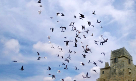 Unique dans la région : Le Colombier Cailaren, lieu d’initiation à la colombophie, mais pas que…