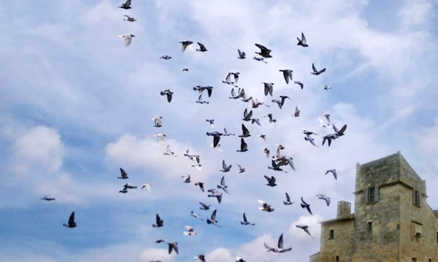 Unique dans la région : Le Colombier Cailaren, lieu d’initiation à la colombophie, mais pas que…