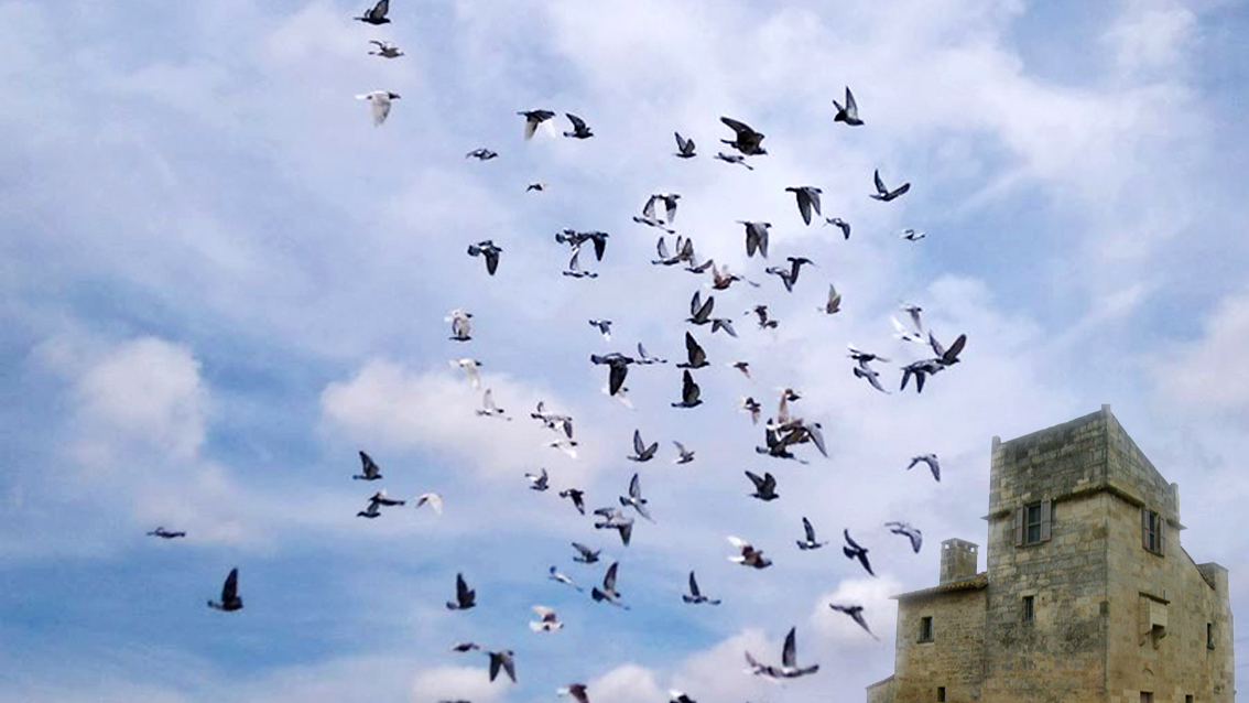Unique dans la région : Le Colombier Cailaren, lieu d’initiation à la colombophie, mais pas que…