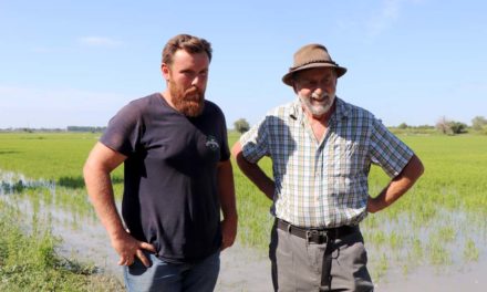 Désherbage du riz par les canards : Bernard Poujol transmet son savoir-faire à Mathieu Lacan