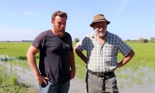 Désherbage du riz par les canards : Bernard Poujol transmet son savoir-faire à Mathieu Lacan