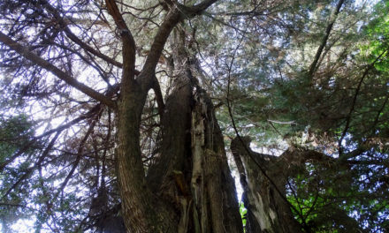 Le jardin Molines dévoile quelques perles végétales