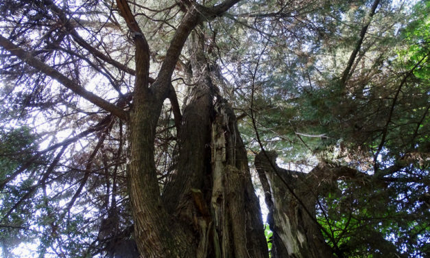 Le jardin Molines dévoile quelques perles végétales