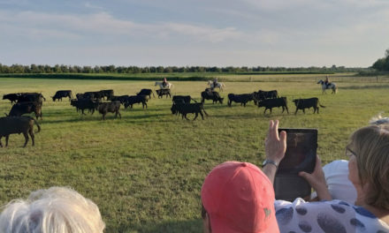 La manade Martini propose la découverte du taureau dans son milieu naturel, avec ferrade, gaze et veillée camarguaise