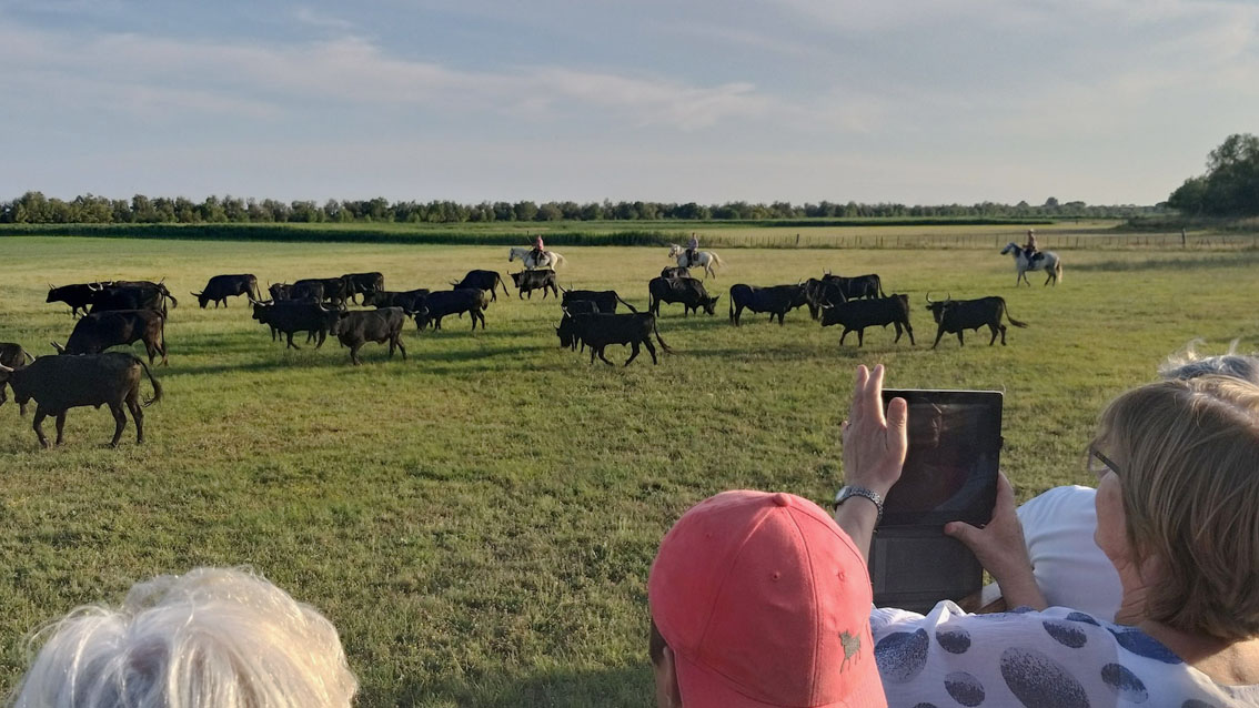 La manade Martini propose la découverte du taureau dans son milieu naturel, avec ferrade, gaze et veillée camarguaise