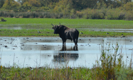 Une aide bienvenue pour les manadiers et éleveurs de Petite Camargue