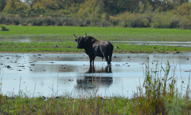 Une aide bienvenue pour les manadiers et éleveurs de Petite Camargue