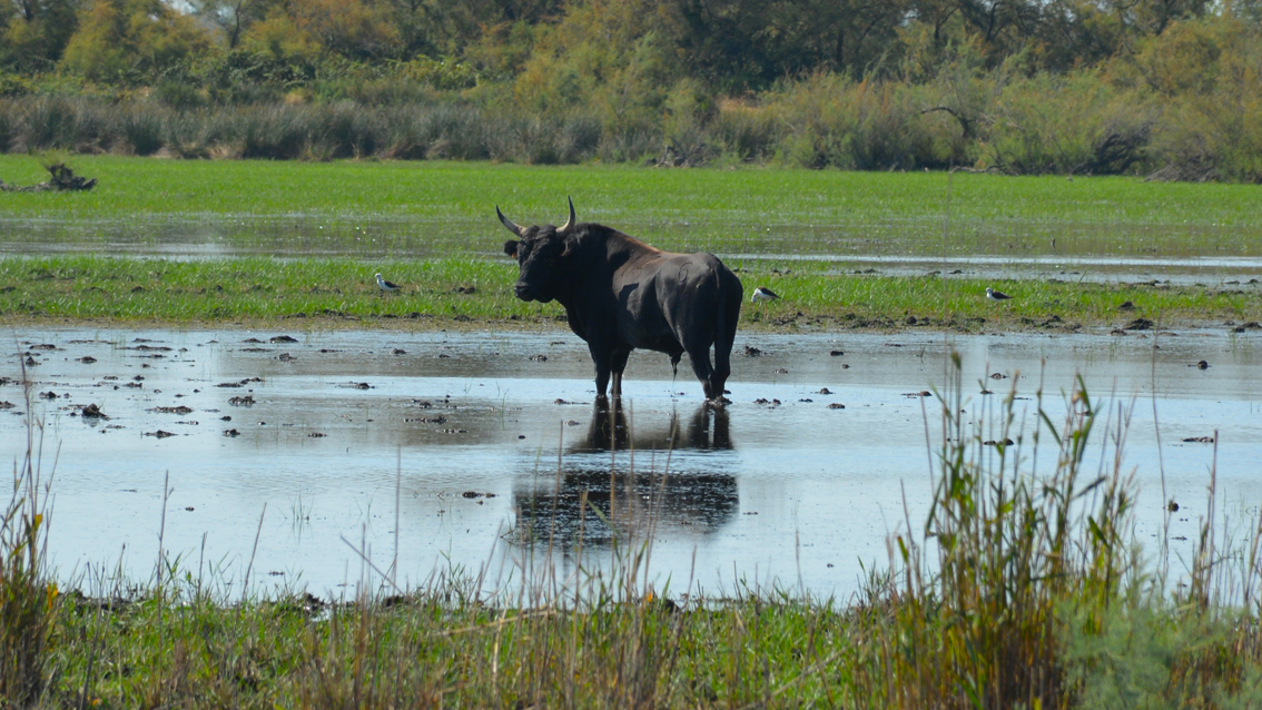 Une aide bienvenue pour les manadiers et éleveurs de Petite Camargue