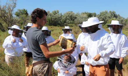 Récolte et dégustation du miel à l’île aux abeilles