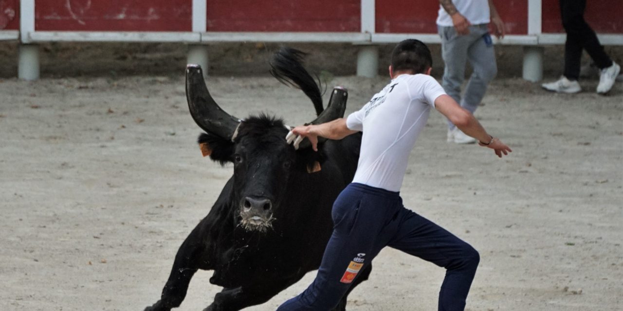 Courses D’ENTRAÎNEMENTS de l’ecole des jeunes raseteurs de petite camargue aux arènes de beauvoisin.