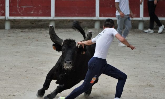 Courses D’ENTRAÎNEMENTS de l’ecole des jeunes raseteurs de petite camargue aux arènes de beauvoisin.