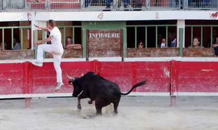 Vauvert : les vaches cocardières, rendez-vous incontournable de la fête