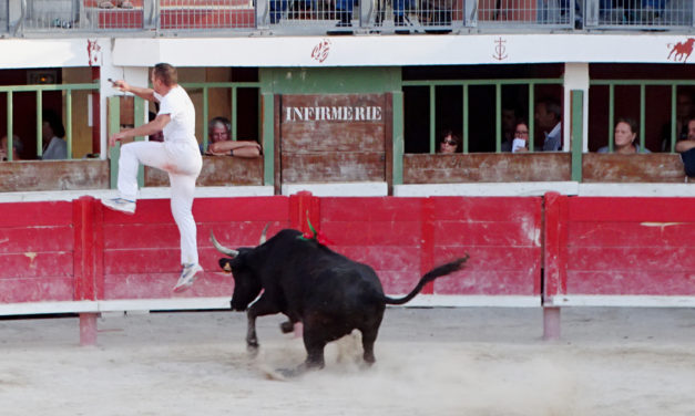 Vauvert : les vaches cocardières, rendez-vous incontournable de la fête