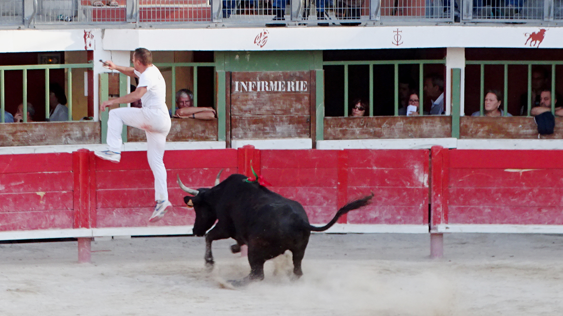 Vauvert : les vaches cocardières, rendez-vous incontournable de la fête
