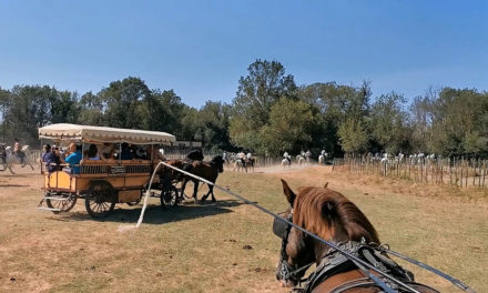 Les calèches du Cailar : une tradition dans les traditions