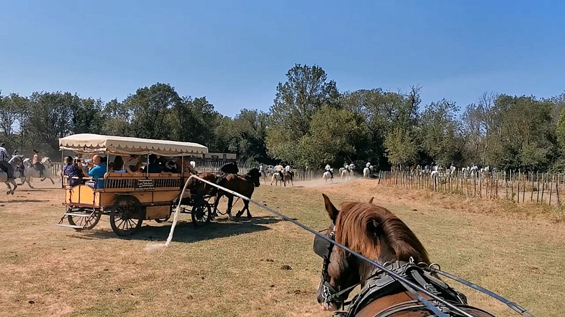 Les calèches du Cailar : une tradition dans les traditions
