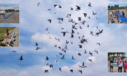 Reprise des activités à l’Entente Colombophile de Camargue
