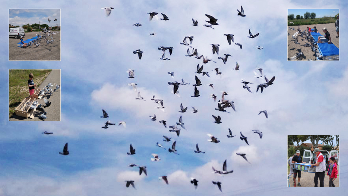 Reprise des activités à l’Entente Colombophile de Camargue