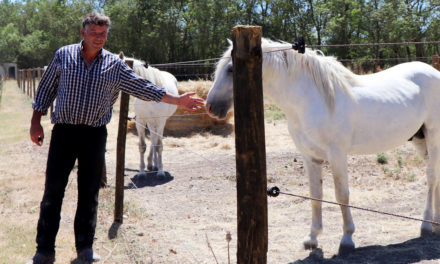 Éleveur de chevaux et taureaux reconnu, cavalier émérite, Renaud Vinuesa porte haut la Bouvine et les traditions