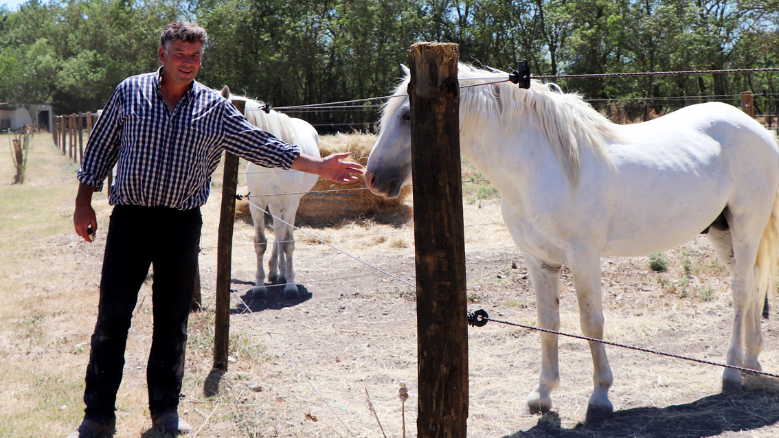 Éleveur de chevaux et taureaux reconnu, cavalier émérite, Renaud Vinuesa porte haut la Bouvine et les traditions