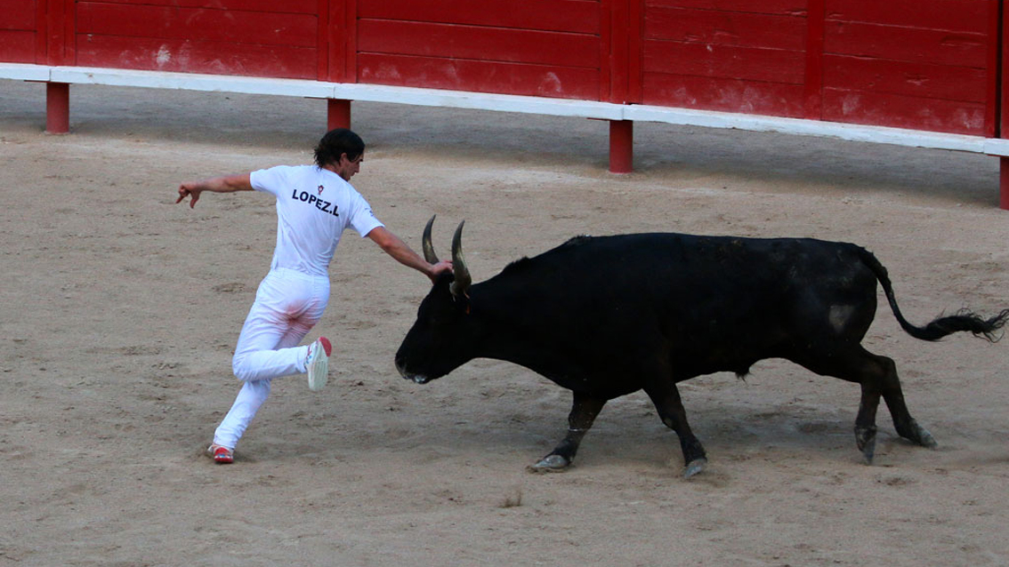Festiv’Arènes à Vauvert : Le Club Taurin l’Abrivado ouvre le « bal » avec une course niveau Trophée de l’Avenir