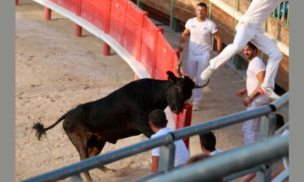 Festiv’Arènes à Vauvert : Une course de vaches cocardières de très belle tenue
