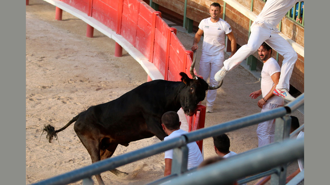Festiv’Arènes à Vauvert : Une course de vaches cocardières de très belle tenue