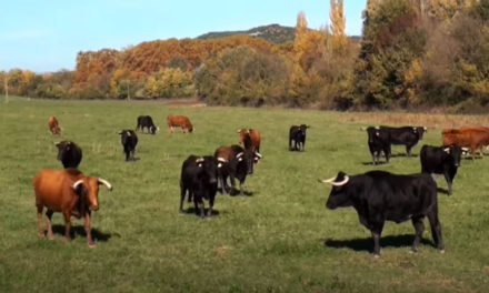 El Campo organise sa fiesta campera le 6 septembre