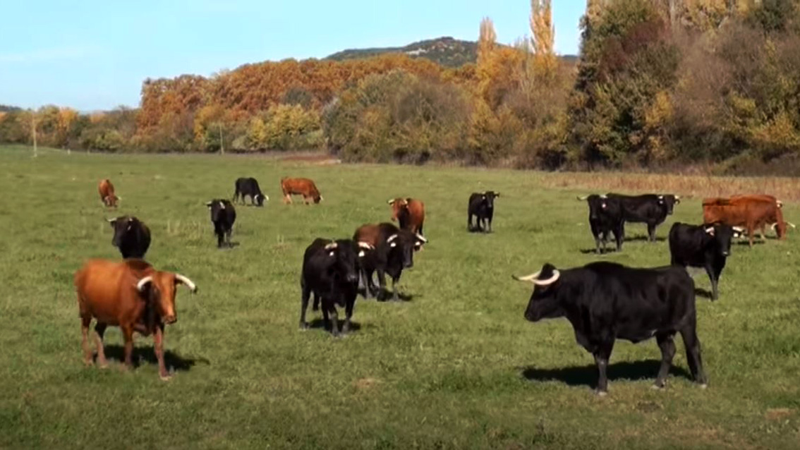 El Campo organise sa fiesta campera le 6 septembre
