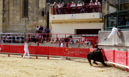 Saint-Laurent d’Aigouze : Programme taurin du 16 au 23 août 2020