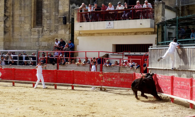 Saint-Laurent d’Aigouze : Programme taurin du 16 au 23 août 2020