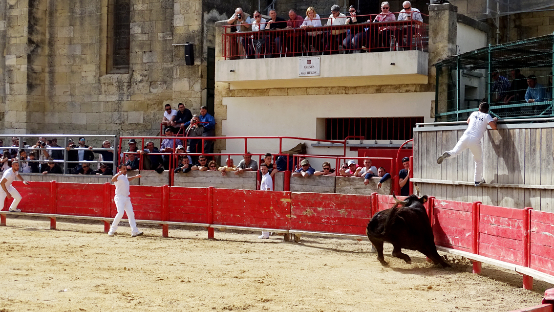 Saint-Laurent d’Aigouze : Programme taurin du 16 au 23 août 2020