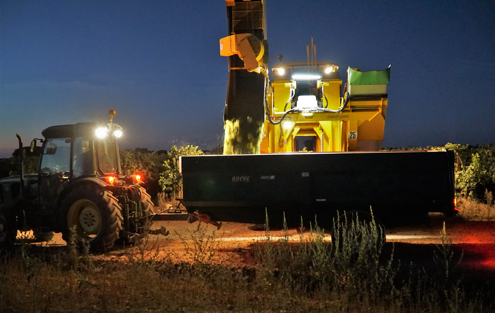 Vendanges en COSTIÈRES ,un terroir de galets roulés.