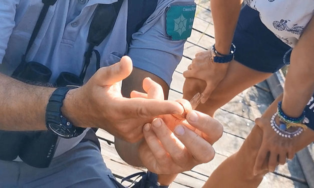 La libellule, petit monstre ou fée, le Scamandre nous les fait découvrir