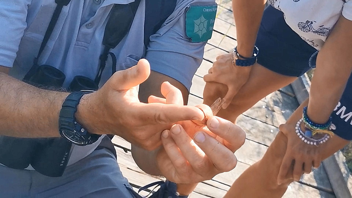 La libellule, petit monstre ou fée, le Scamandre nous les fait découvrir