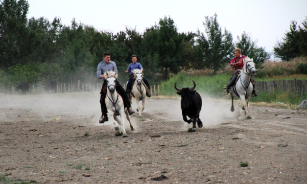 Avec les soirées en pays à la manade Martini, le dépaysement est garanti
