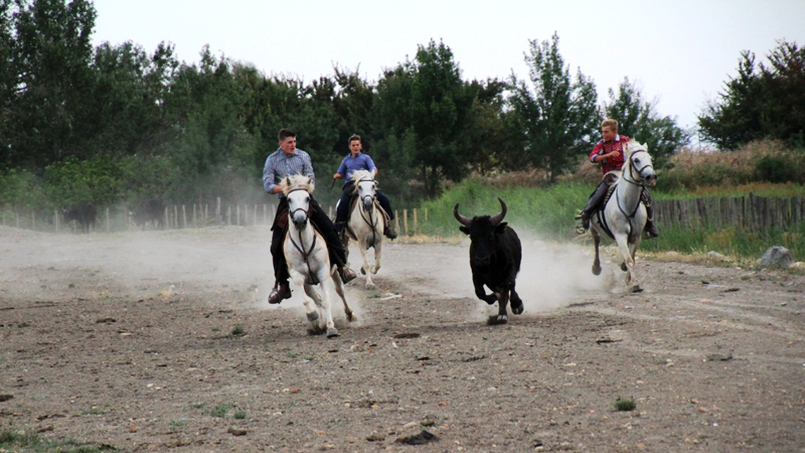 Avec les soirées en pays à la manade Martini, le dépaysement est garanti
