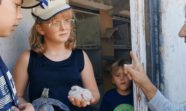 Les ados découvrent avec passion la colombophilie