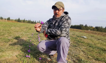 L’or rouge de Ludovic Issoglio