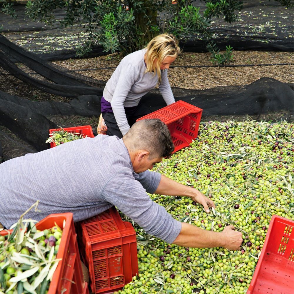 Regroupage des olives