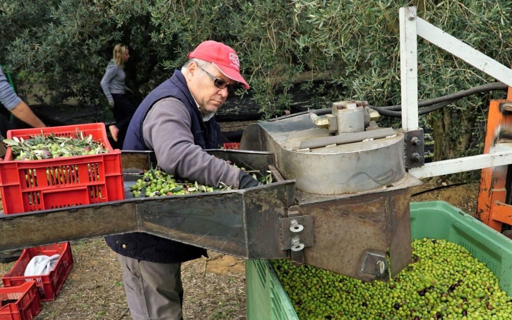 De la vigne à l’olive