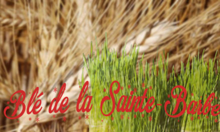 Après le calendrier de l’avent, les blés de Noël