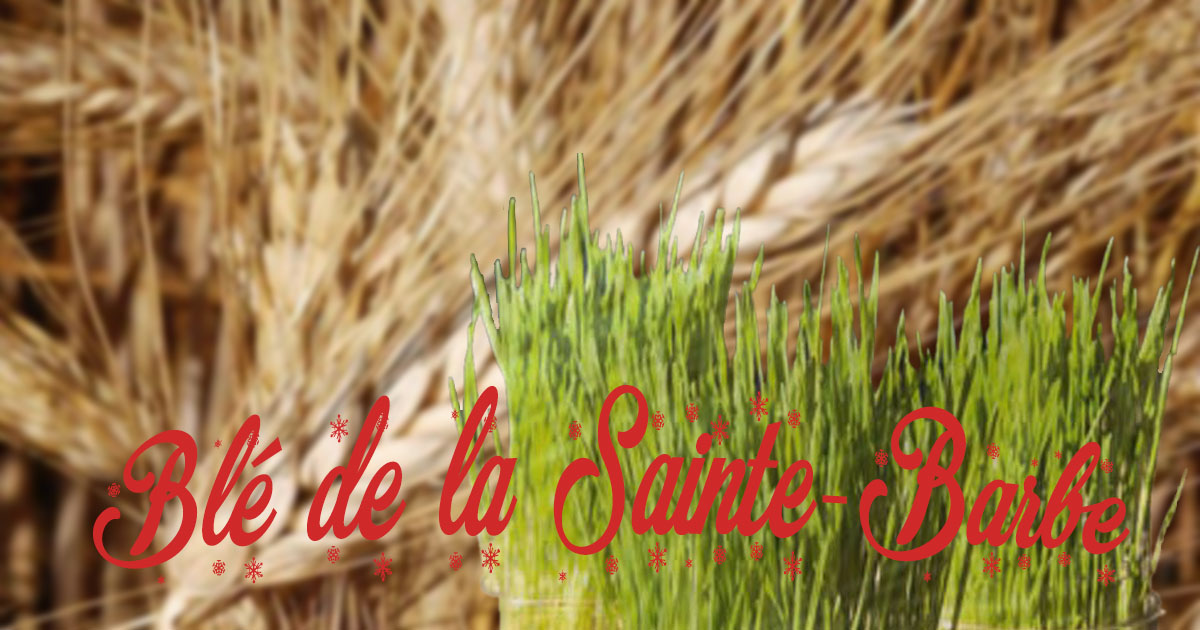 Après le calendrier de l’avent, les blés de Noël