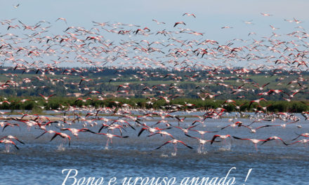 Voir Plus poursuit son ancrage en Petite Camargue
