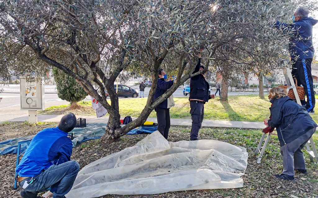 Cueillette solidaire