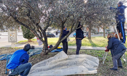 Cueillette solidaire