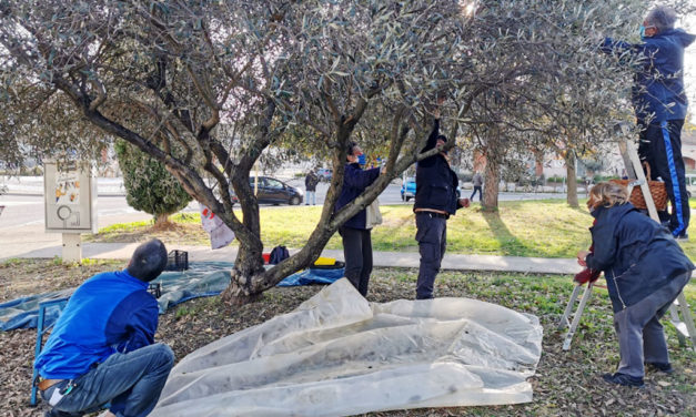 Cueillette solidaire